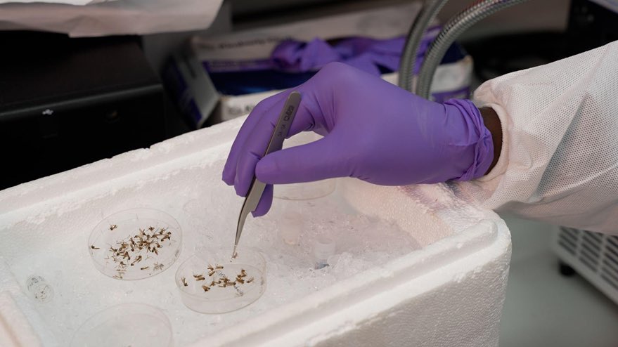 USEmbassyUganda's tweet image. #DYK: American and Ugandan institutions are partnering on groundbreaking research to reduce the burden and stop the spread of malaria. These collaborations advance our understanding of surveillance, drug resistance studies &amp;amp; vector control. Mosquitoes don't respect borders.