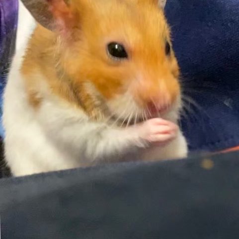ハム大好き tweet media