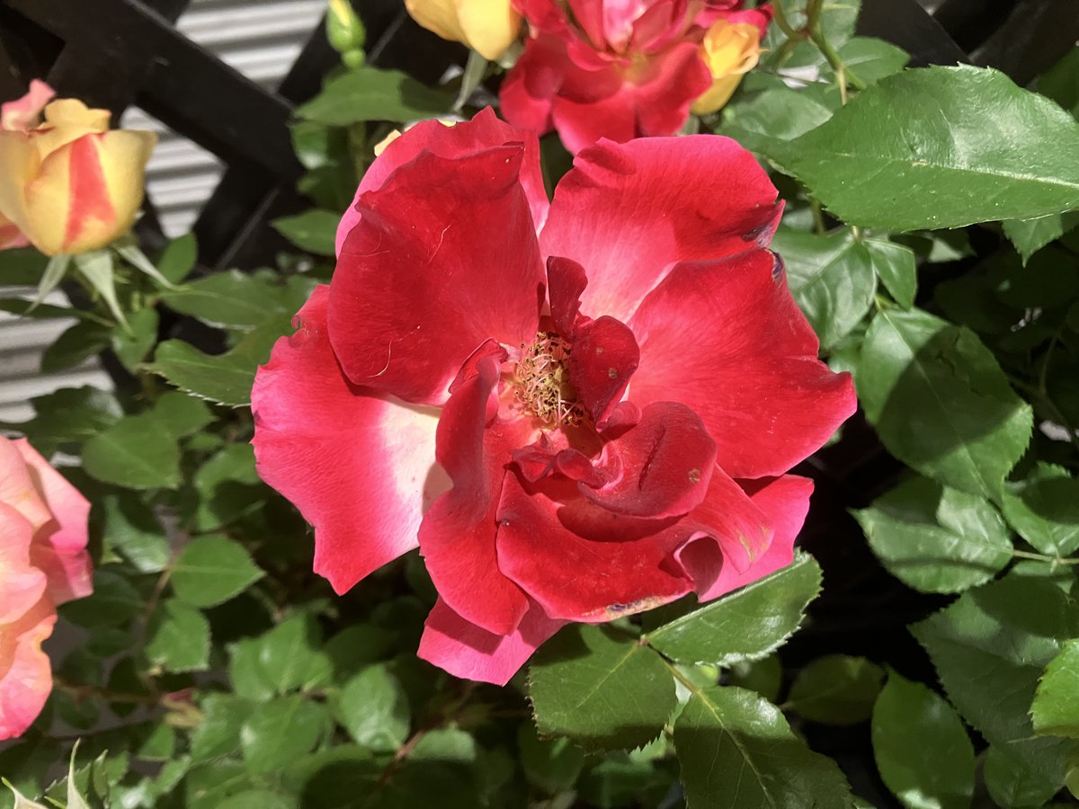 Roses in the Flower Bed
#Rose