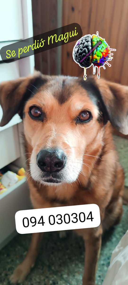 silvinamark's tweet image. SE PERDIÓ MAGUI

Si la ven, retenerla y llamar al número! 🙏🏼

Si pueden compartir 🙏🏼

#perra #uruguay #perdido #ciudaddelacosta #ayudanos