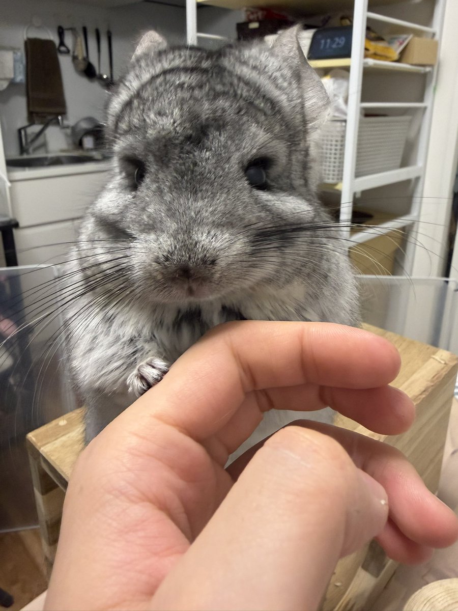 めいとオペラ tweet media