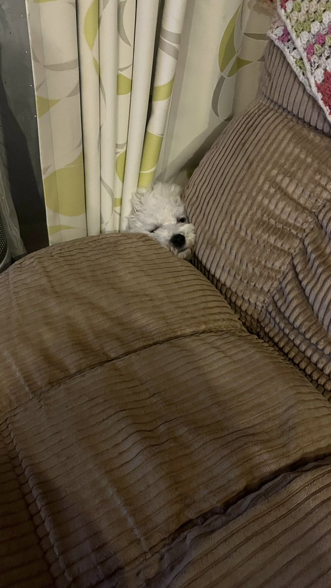 moco04m's tweet image. 人間に構われすぎて避難中

 #ビションフリーゼ
 #犬のいる暮らし