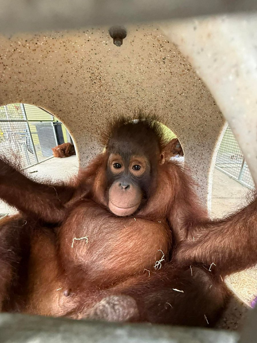 Naples Zoo tweet media