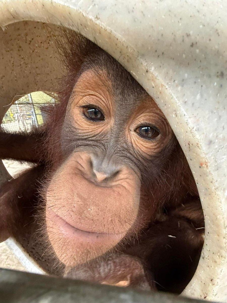 Naples Zoo tweet media