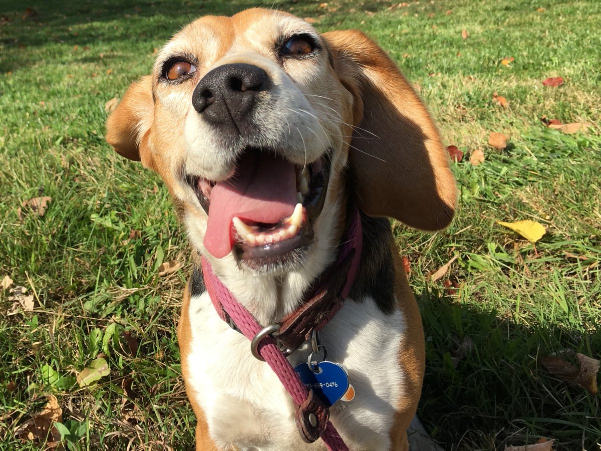 BONESbeagles's tweet image. Happy National Adopt a Shelter Pet Day! While we’re paws-itively focused on #Beagles, our mission is to find homes for pets in need. Whether you're looking for a hound or a hero from your local shelter, you're saving a life! Today is the perfect day to change a life fur-ever.❤️🐾