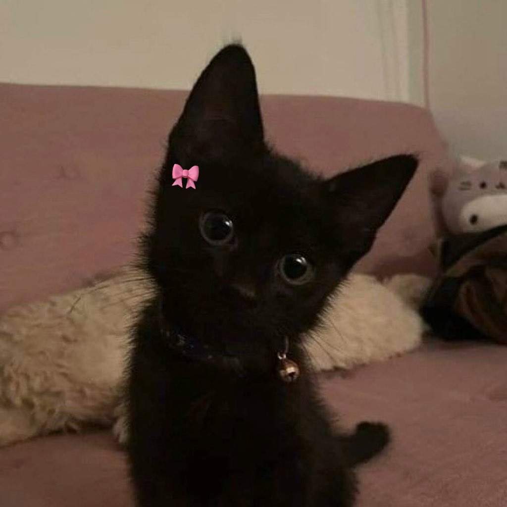 𝗺𝗲𝗼𝘄🐈‍⬛🐻‍❄️🎀˚ ༘⋆ tweet media