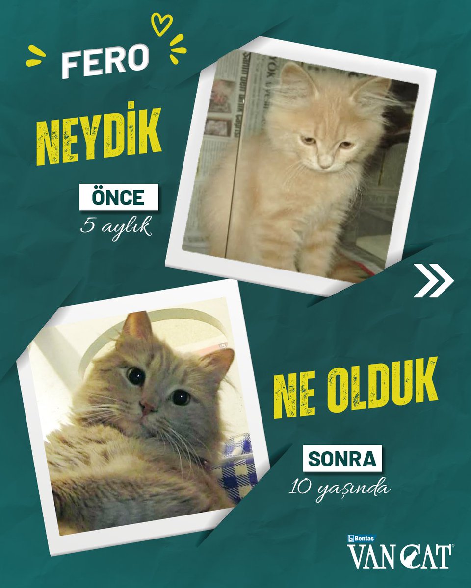 VanCat Türkiye tweet media