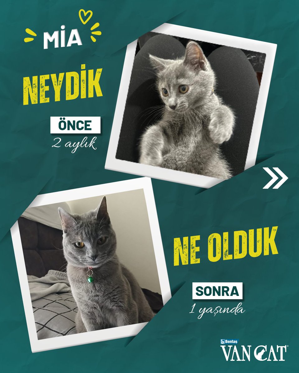 VanCat Türkiye tweet media