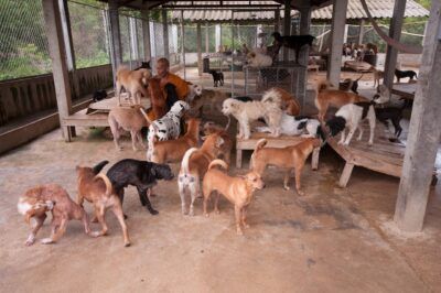 AnimalPetitions.org tweet media
