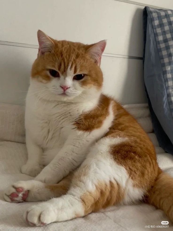 No Context Cats tweet media