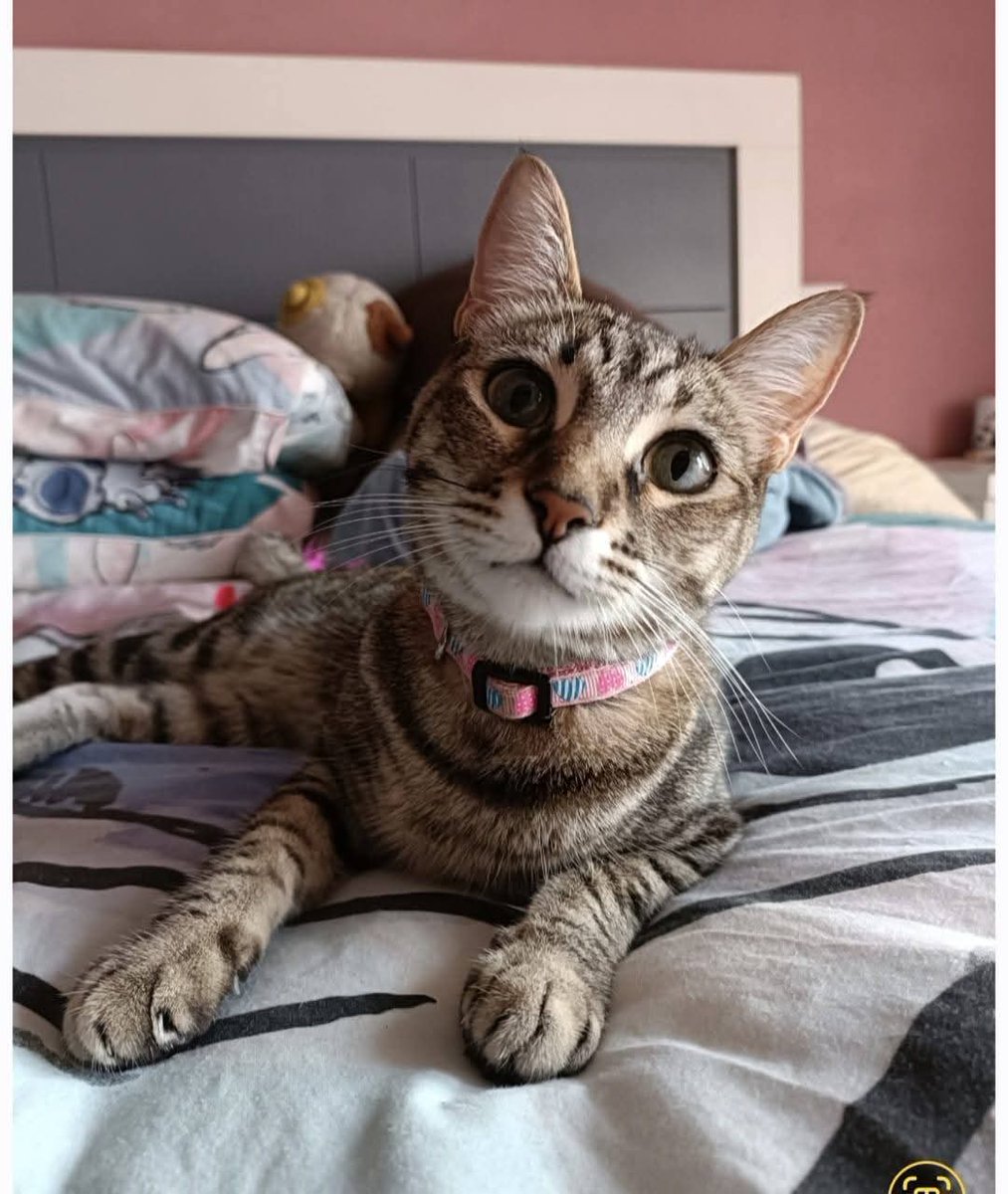 XJTonx's tweet photo. Por Nala y por todas aquellas mascotas que se nos han arrebatado de manera injusta, sin poder reclamar nada porque "solo es un animal", os pido que si veis este hilo, lo compartáis. Vamos a intentar que sirva de algo esta enorme pérdida.
#justiciaparaNala https://t.co/9wR8jjAXTb