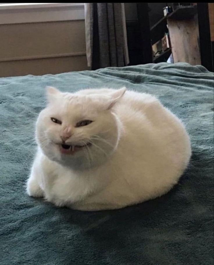 No Context Cats tweet media