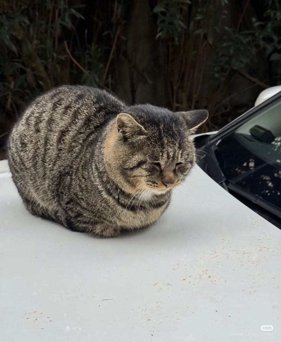 No Context Cats tweet media