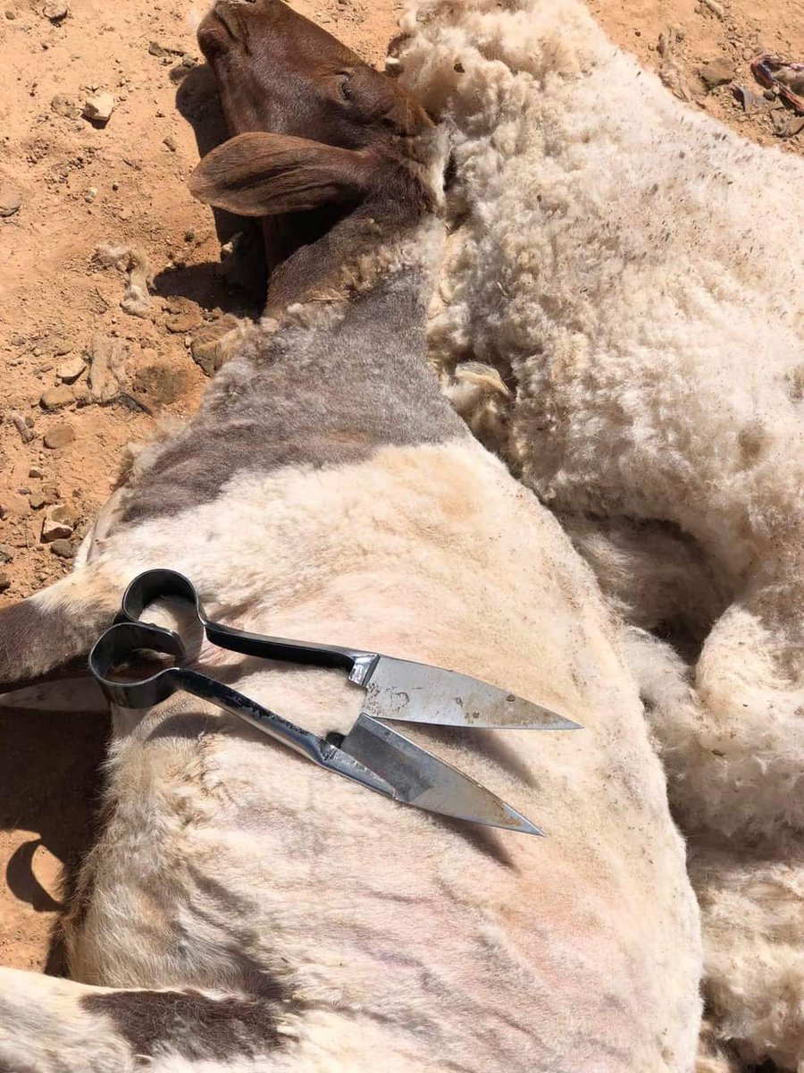 ezel562's tweet photo. عام داير أن شاء الله ، بدأ موسم الجز ( الجلامة)

برمت في أطراف البيت 
نريد هلك يا ضان وينهم 

رحم الله جدي الحاج سالم بن عيسى والحاج عبدالرحمن بن صقر والحاج خليفة عراب واطال الله عمر البقية من رفاقهم أيام الجز والترحال https://t.co/BNtGeFqXoJ