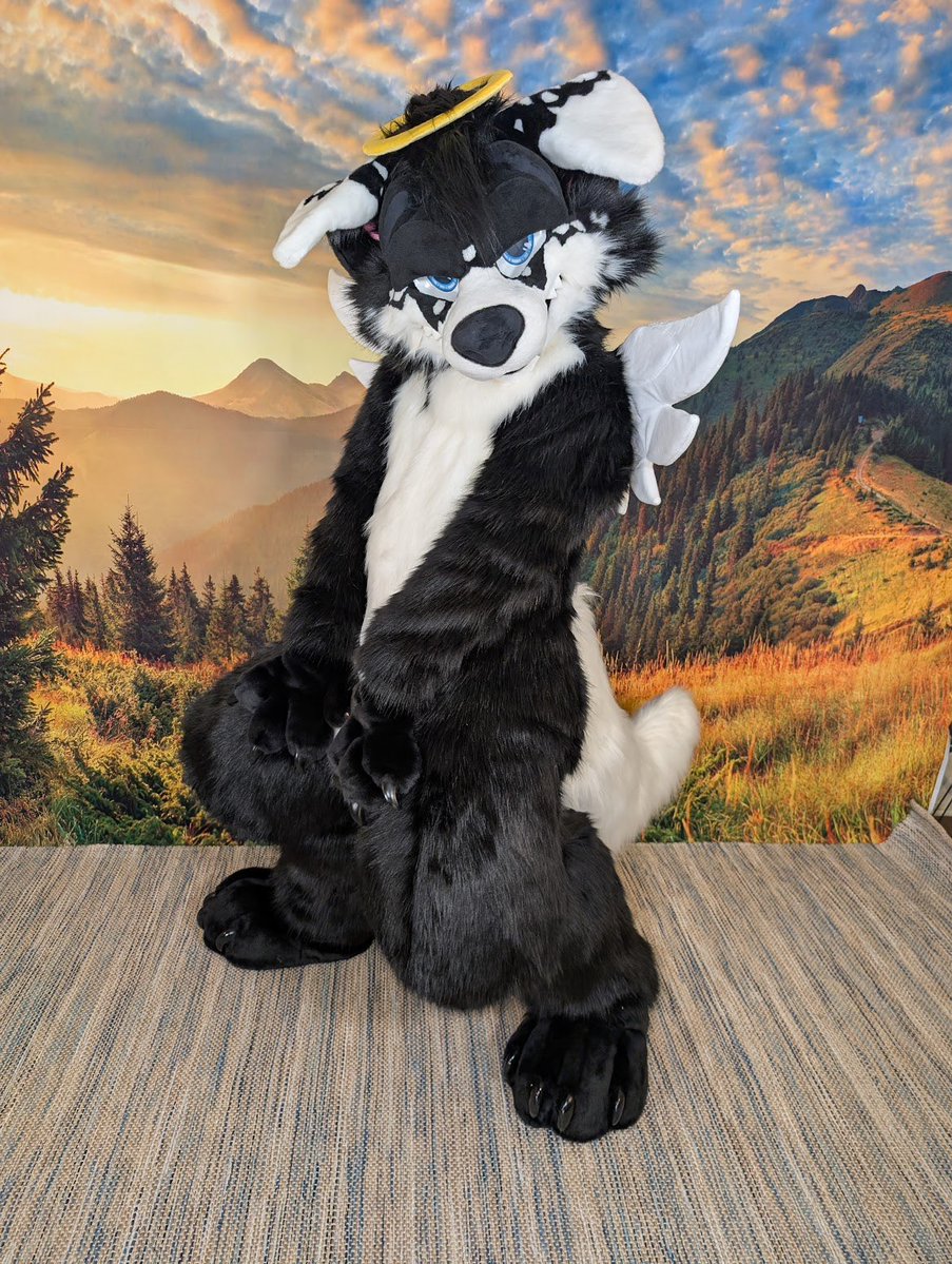 Angel Dog Alis 🔜 FWA tweet media