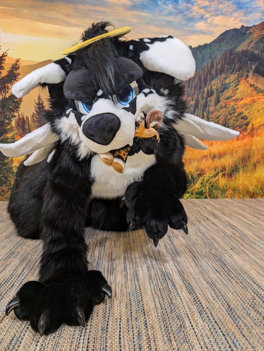 Angel Dog Alis 🔜 FWA tweet media