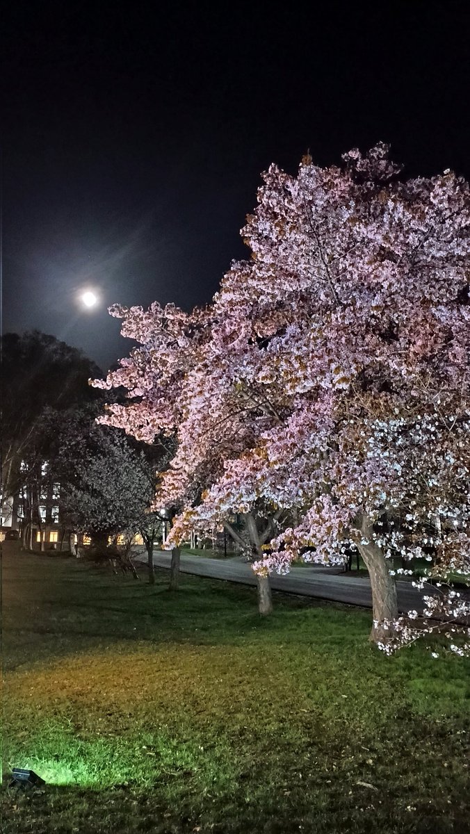 rakuno_RBS's tweet photo. 夜桜ライトアップをおこないました！
https://t.co/O6HxAtwlZF
↑配信もおこなったのでぜひ！
#酪農学園大学 #夜桜 #サンディー https://t.co/lq8rEM6Diz