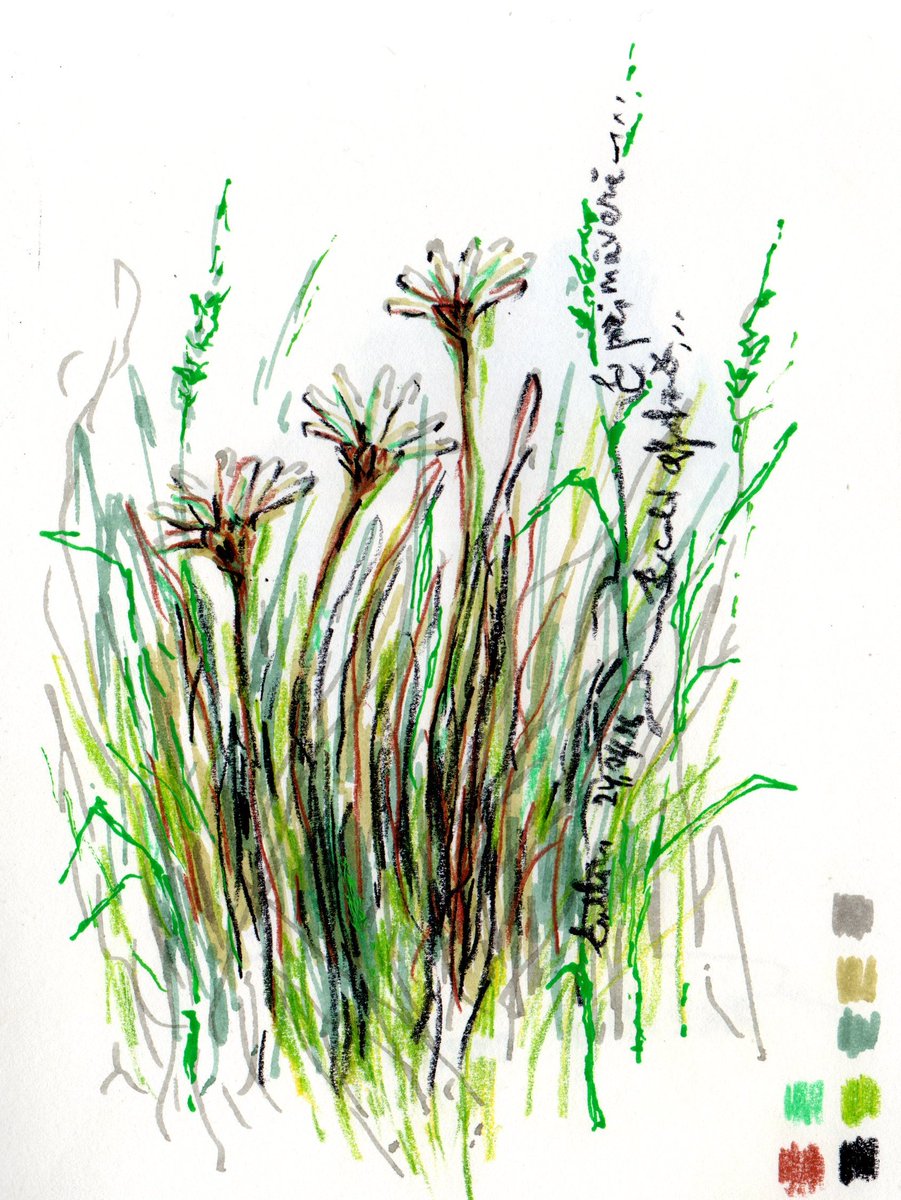 mironele's tweet image. In the shade of the daisies
dragaflora.blogspot.com/2026/04/in-sha…
#drawing #sketching #sketchbook #illustration #inspiration #art #nature #flowers #green #spring #daisies #markers #colorpencils