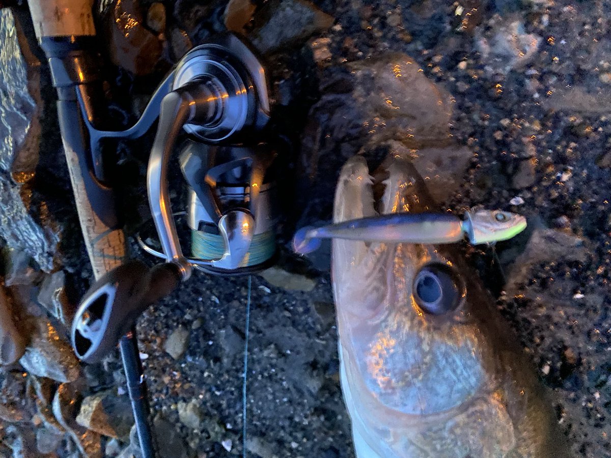 First light first bite 🙌🎣🔥🔥🔥 #upper_niagara #nishinelureworks