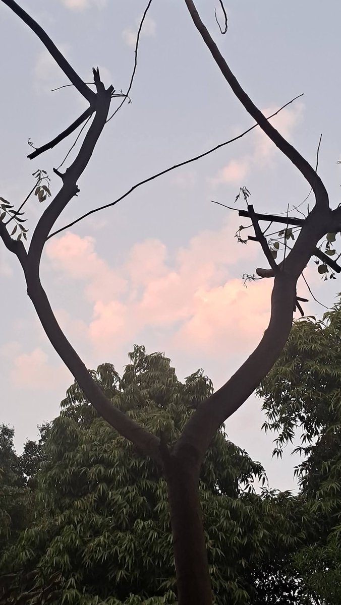 lightseekerusha's tweet photo. Twilight settles softly—
as if the day, tired of speaking,
chooses silence instead.
Branches hold the fading light
like a quiet memory,
and the sky blushes,
just before letting go.
 
#TwilightTime #EveningWhispers #SkyPoetry #NatureStillness #SoftLight #NatureDiary https://t.co/hR6mzoltJc