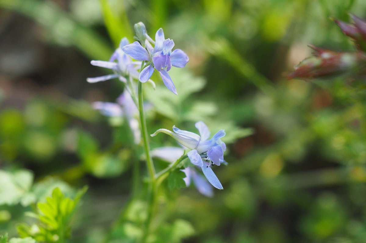 独特のかたちをした、柔らかい薄青紫の花をつけるセリバヒエンソウ。中国原産で明治時代に日本にやって来た帰化植物で、むかしの植物図鑑には記載が無かった話は何回かしてる気がする。
