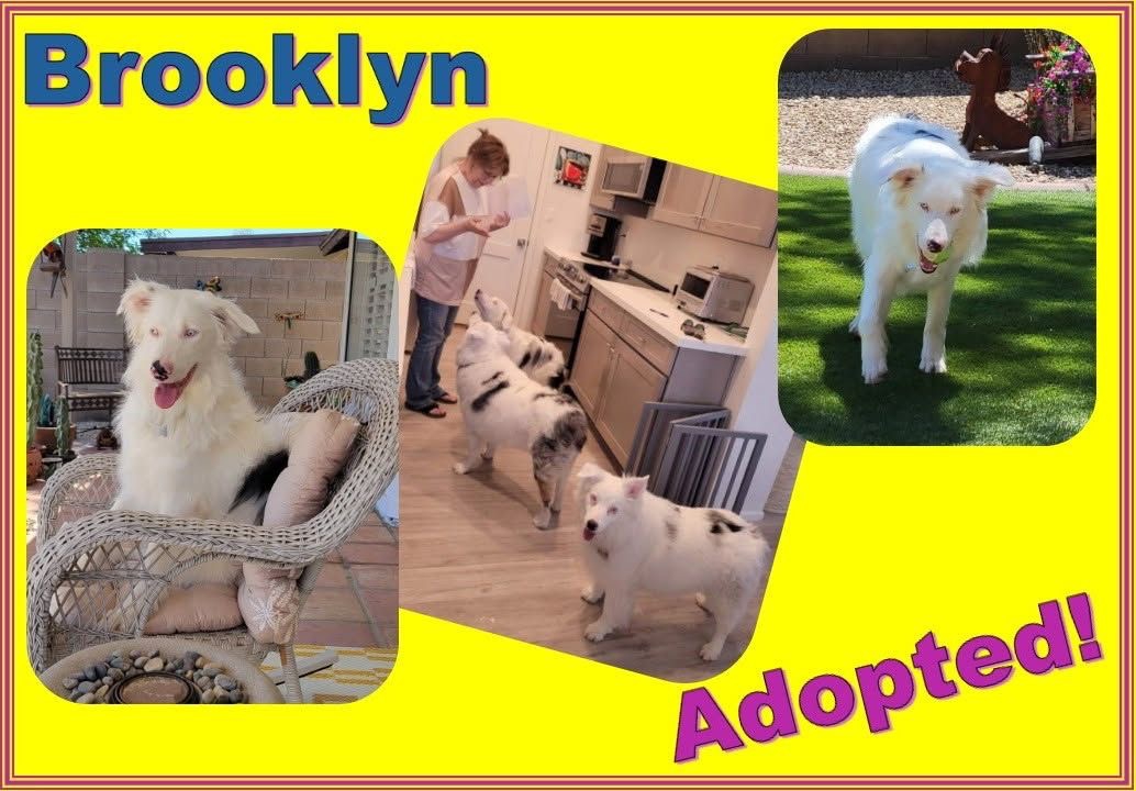 PilotsNPaws's tweet photo. @PilotsNPaws Captain David Weeks was honored to provide Brooklyn's #FreedomFlight to her furever family. Her adoption came thru #AmazingAussiesLethalWhiteRescueofArizona. Found injured, and now all healed up, it's only blue skies ahead for this sweet girl. #reasontofly https://t.co/lxHzOPi82s