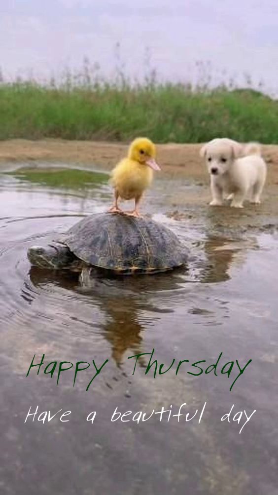 StrathconaHosp1's tweet photo. Happy Thursday! 🐾💛

If these three can take a moment to pause, soak in the day, and just enjoy the little things… maybe we can too.

Between the busy schedules, a little spring fever, and endless to-do lists, today’s a gentle reminder to slow down, smile, and appreciate the care and compassion that surrounds us every single day, especially here at our hospital.

If you’re able, consider making a donation to help us continue bringing comfort, care, and a few more “beautiful days” to patients and families who need it most.

Wishing you a day as sweet as this trio. 🐶🦆🐢

Donate anytime at https://t.co/usJBbnKKCI