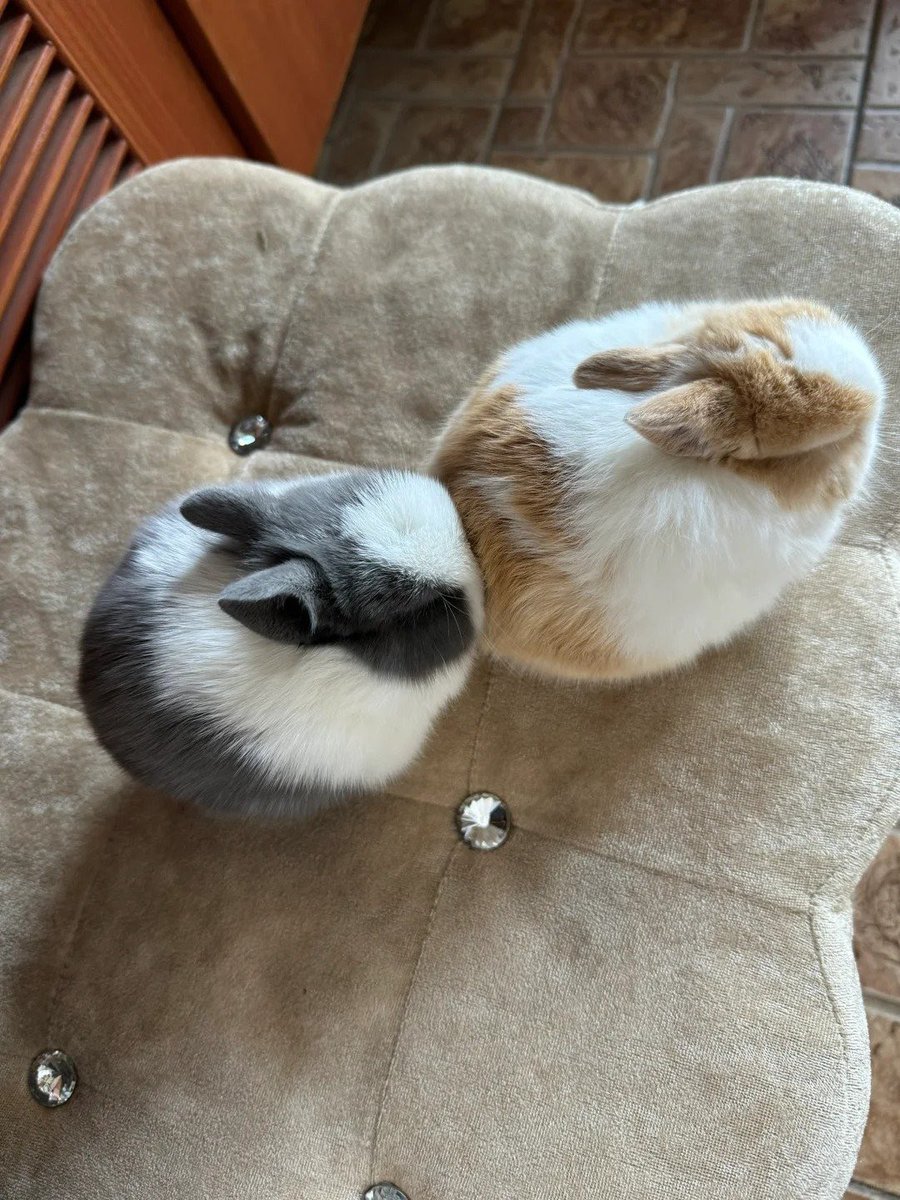 Why you should have a rabbit tweet media