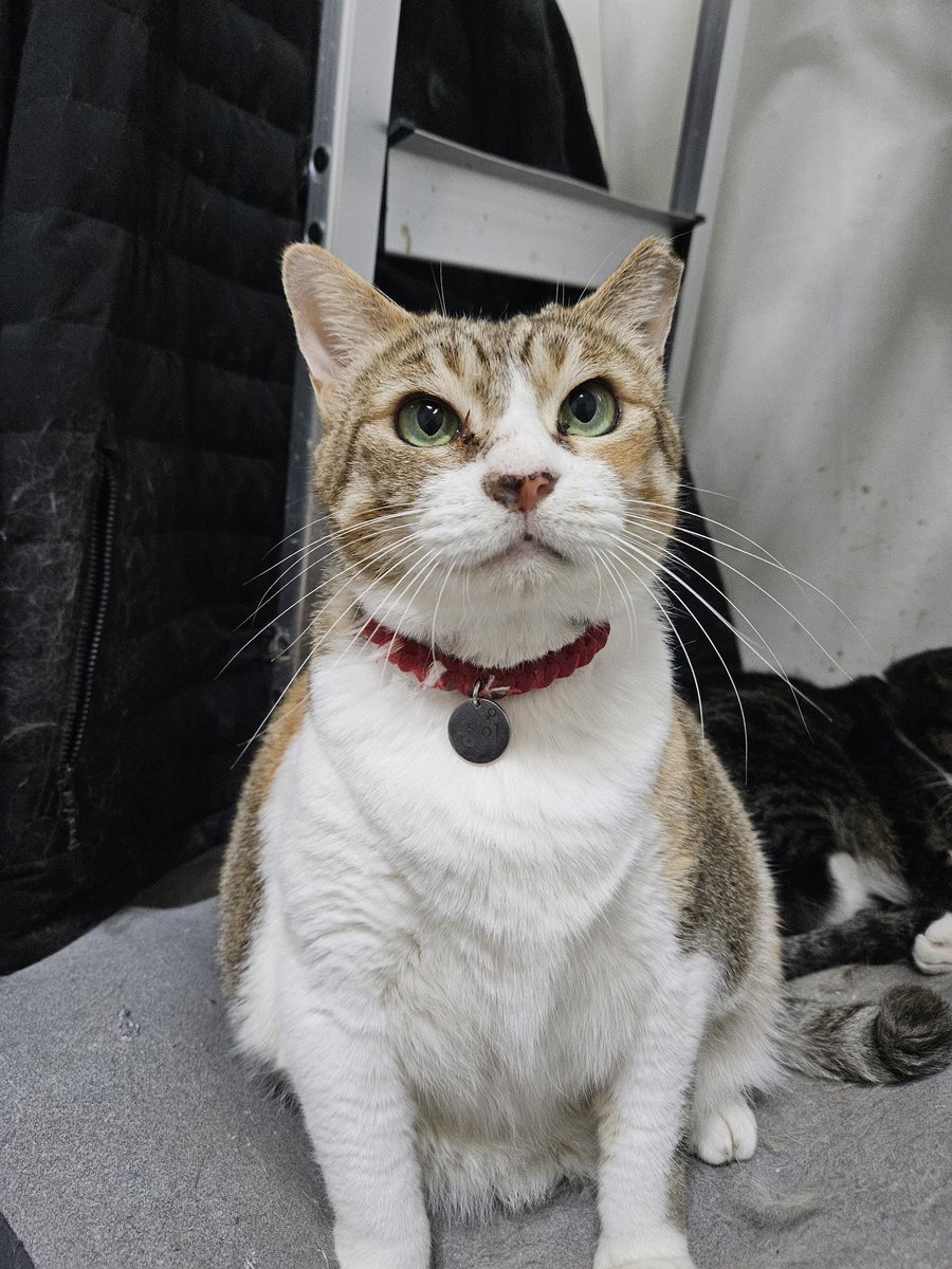 고양이 입양홍보 tweet media