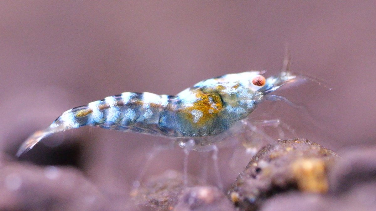 nao shrimp tweet media