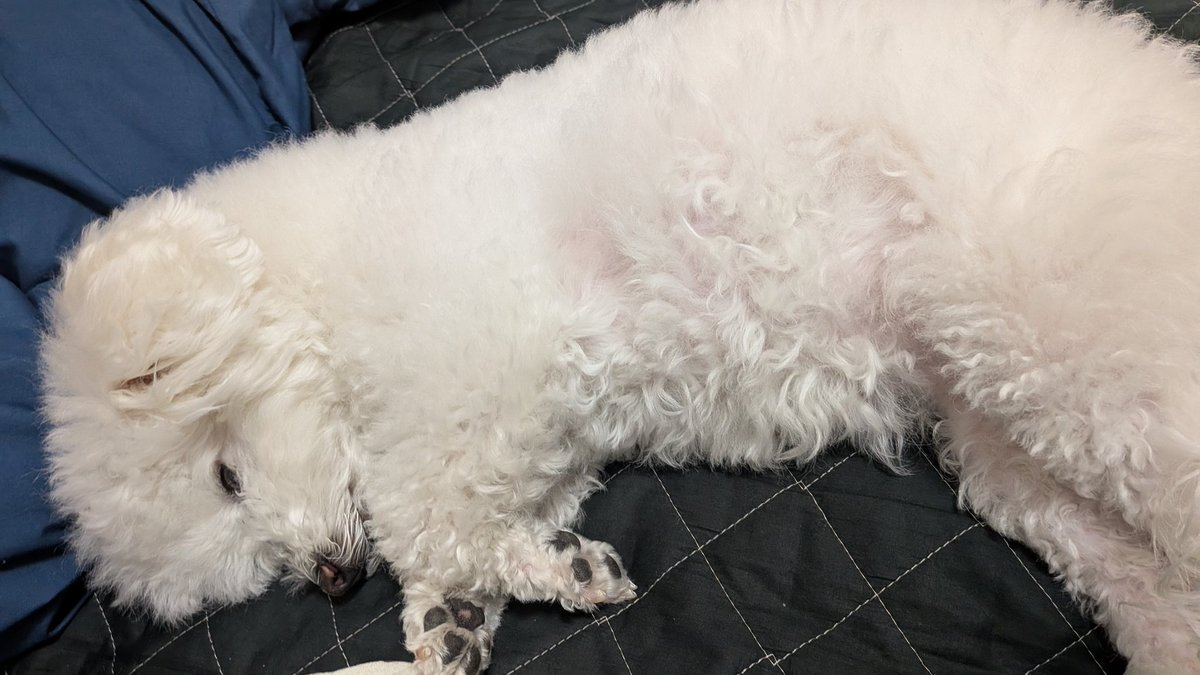 にこ🐶自称所沢のアイドル犬 tweet media