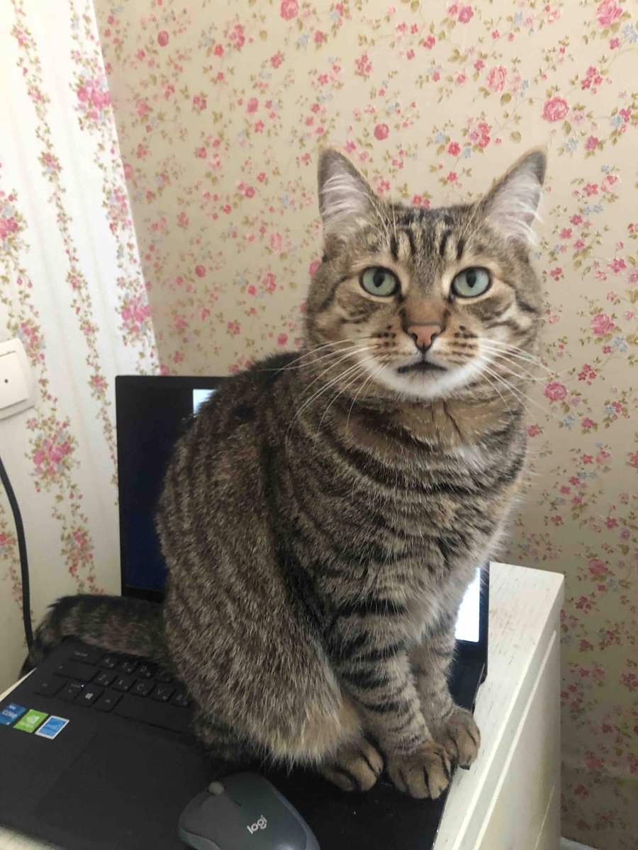 Friends, a new month begins and I’m reopening support for my friend Maryna and her kitty Xenia
Thank you from the bottom of my heart to everyone who has already been helping quietly🙏
Your kindness truly makes a difference
If you’d like to join us this month, please DM me ❤️