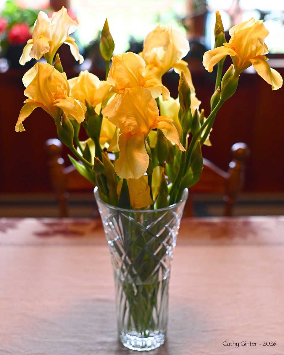 CathyGinter's tweet photo. A vase of 'Golden Majesty’ Bearded Irises is bringing cheer to our home on this cloudy Spring day. One of the first irises to grace our garden, ‘Golden Majesty’ won the American Iris Society Award of Merit in 1940 🌼
#Flowers #Iris #Nature #Photography #SignsOfSpring https://t.co/H6ef4ExQ0a