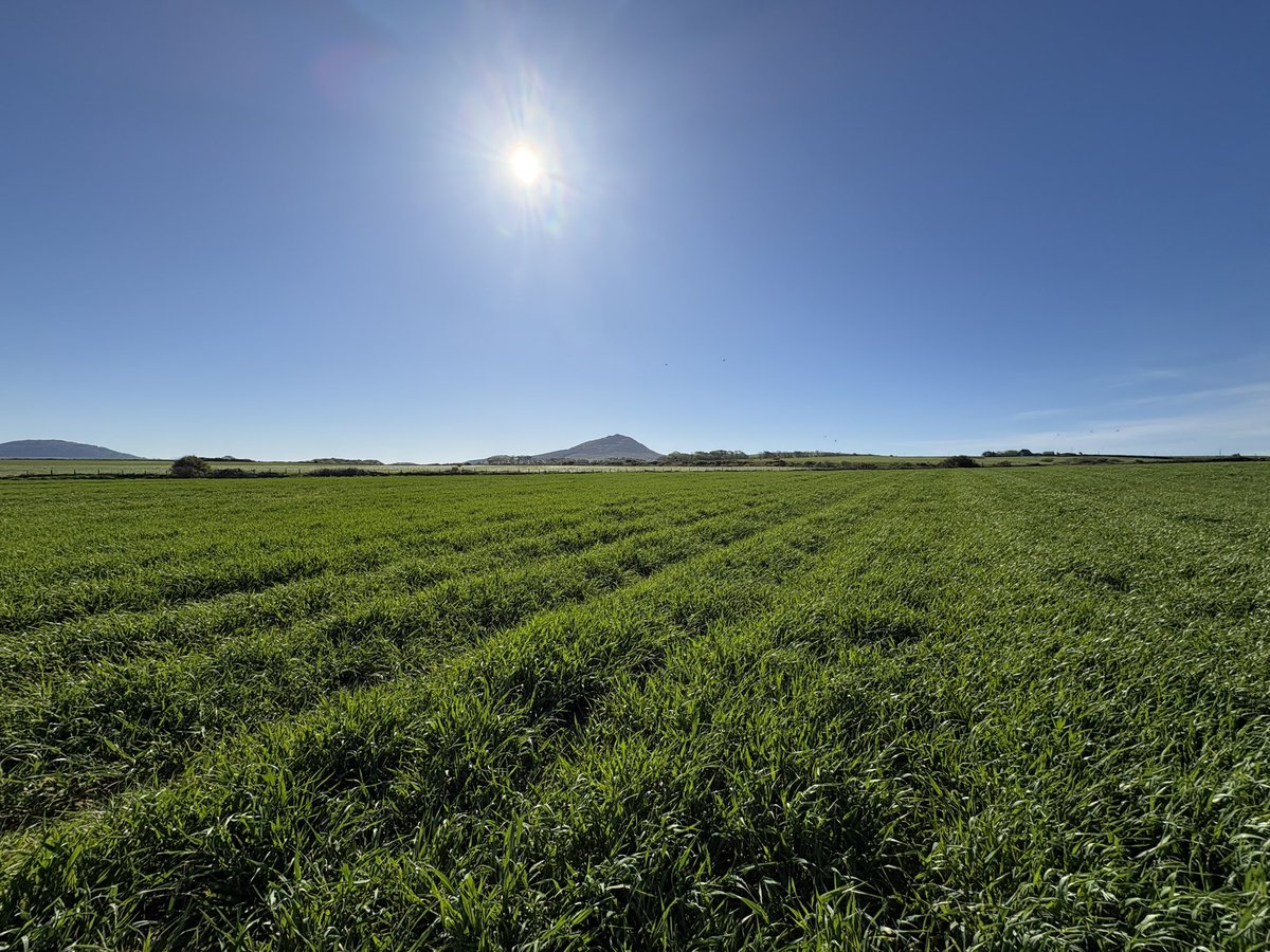 Agronomysilvers's tweet image. Some views today in the stunning Llŷn Peninsula and crops are looking well and the weather was spectacular spring barely , winter barley , potatoes 🥔 and maize going in this weekend too  grand job as one would say @AgriiUK #stunningnorthwales #wales🏴󠁧󠁢󠁷󠁬󠁳󠁿 #cropwalking