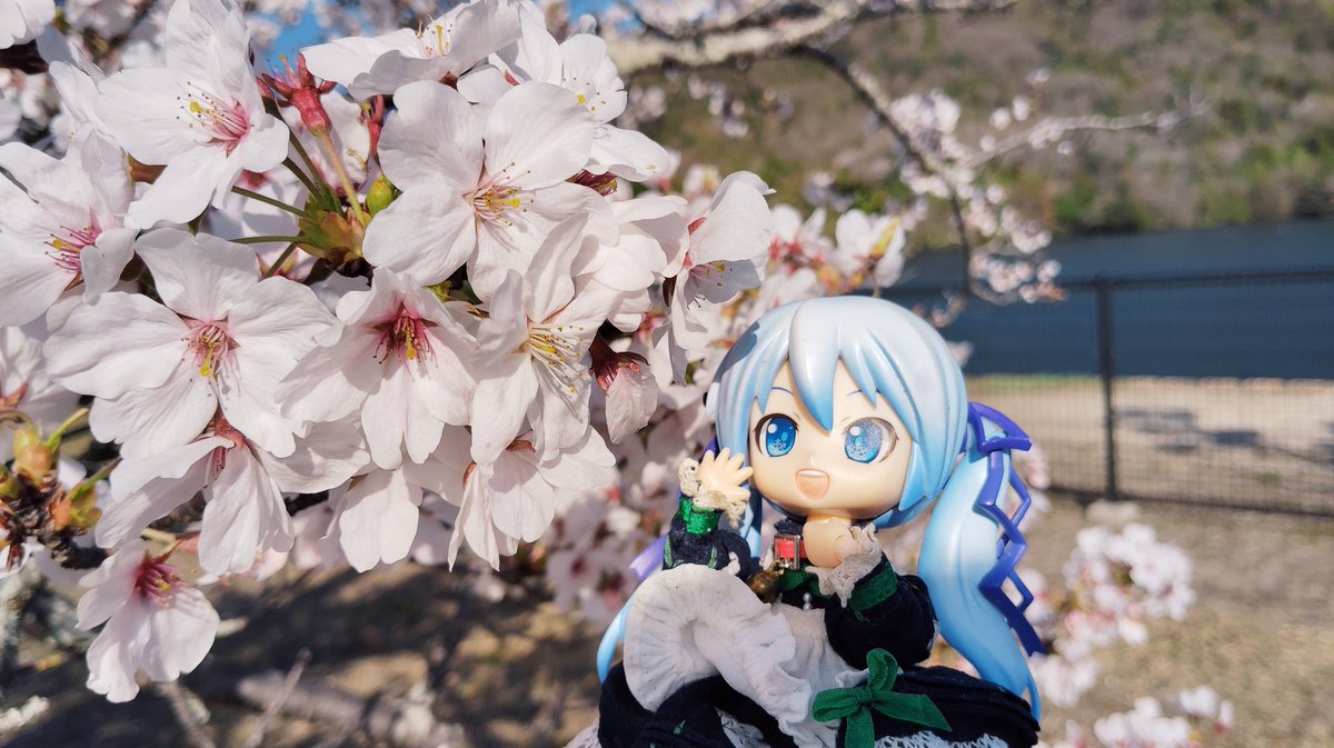 くまさん tweet media