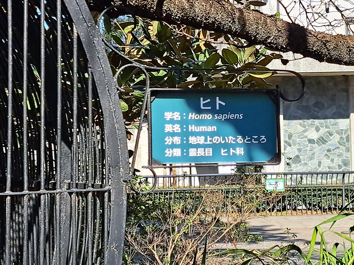 朝日花帆 tweet media