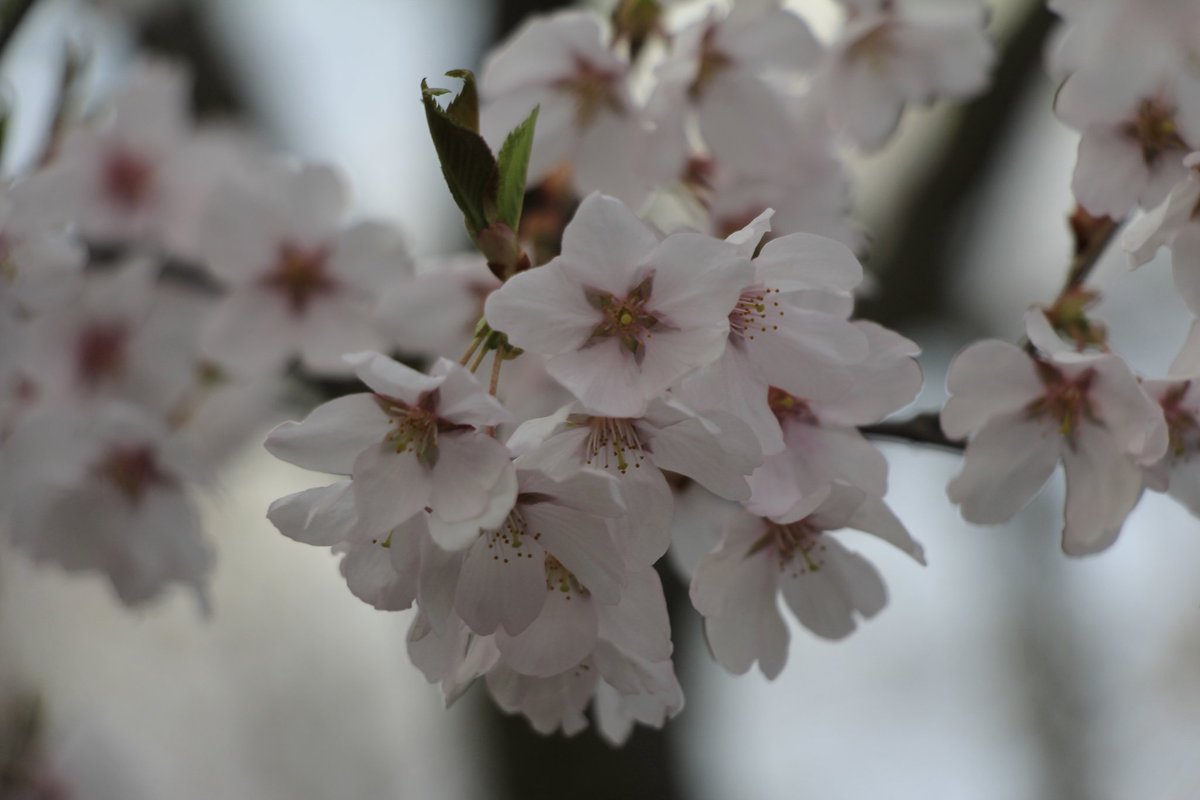 サクラサク🌸