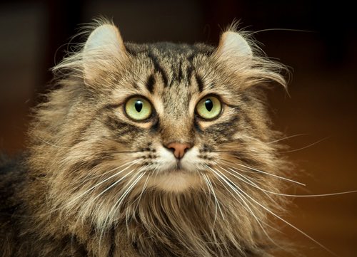 cuando era chica y no tenia internet abria la encarta para leer la seccion de gatos y estaba obsesionada con los curl americano que tienen las orejitas asi entonces todos mis dias eran computadora mostrame al gato de las orejas chiquitas y dobladas