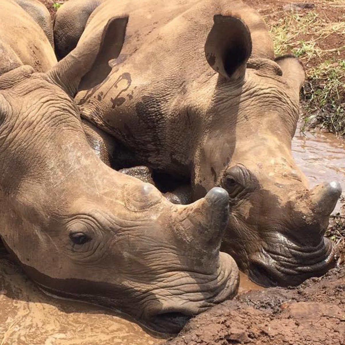 Helping Rhinos 🦏 tweet media