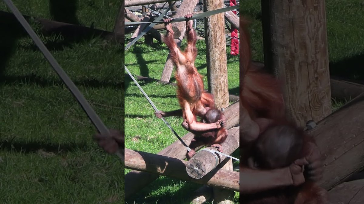 SloggerVlogger's tweet image. 🦧UPSIDE down battle between Jim and Joe at Dudley #cuteanimals🌿JIM is proving that gravity is just a suggestion at Dudley Zoo.

Full-length videos - visit my main channel @SloggerVlogger or Search 🔎SloggerVlogger

🌐Links on my Channel page! 
youtube.com/@SloggerVlogge…