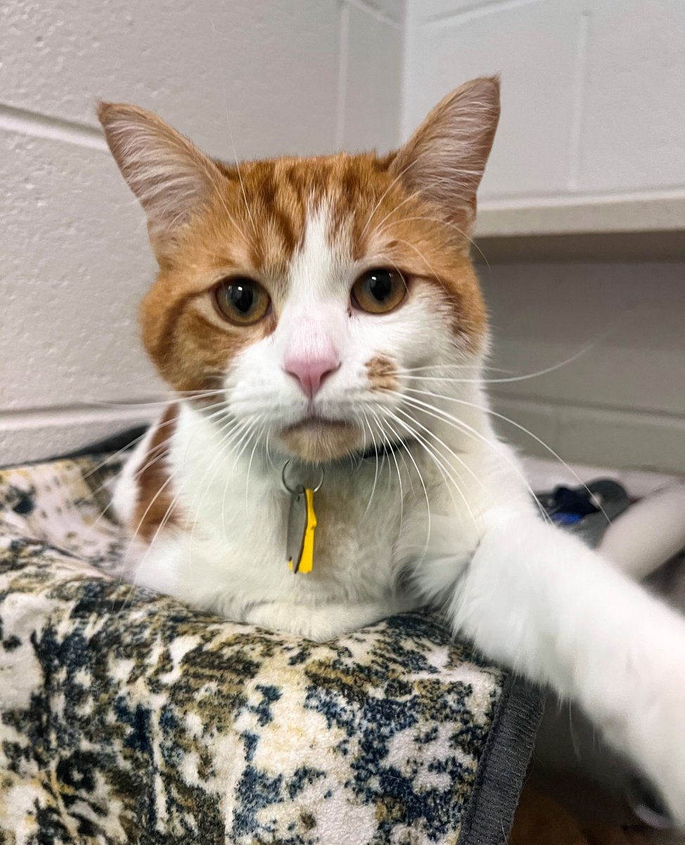Humane Society of Missouri tweet media