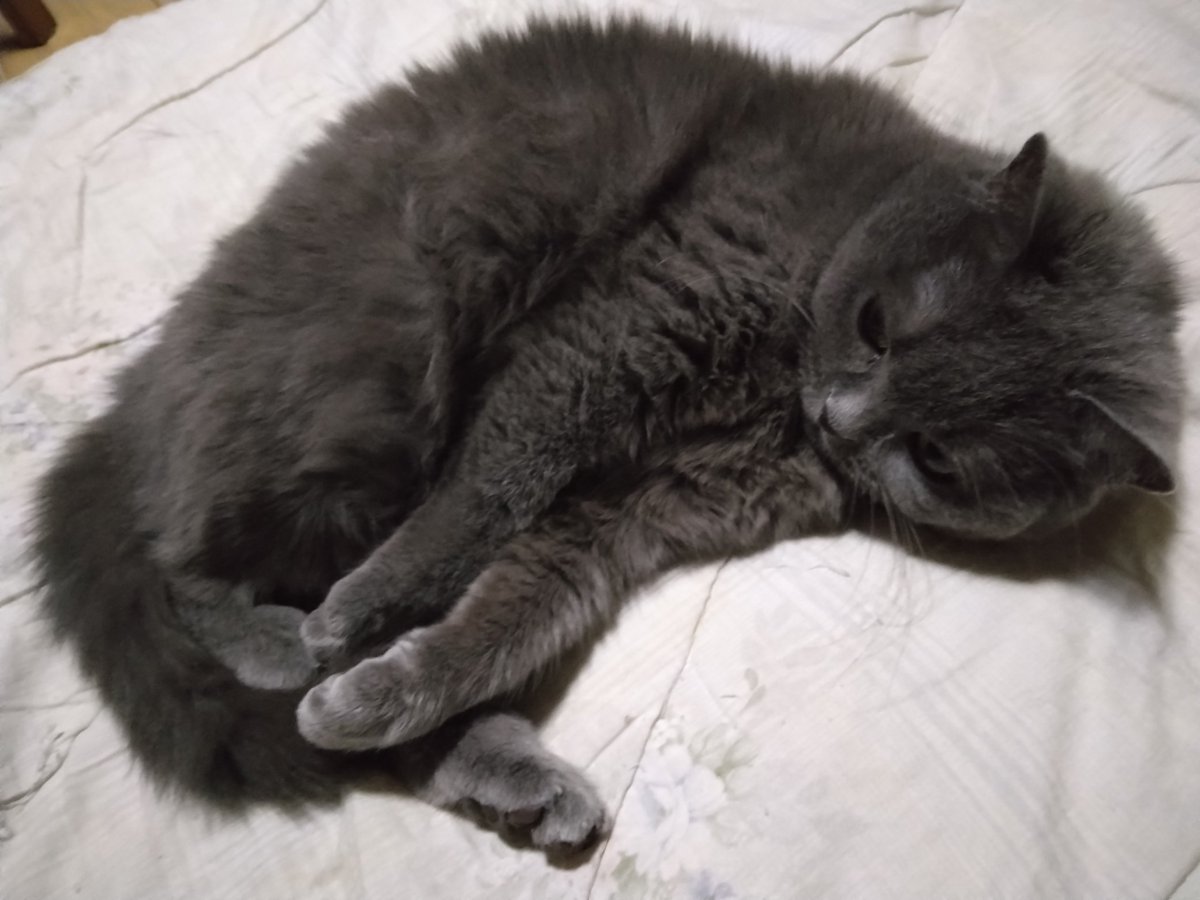 猫組のアクアマリン🐾🐾 tweet media