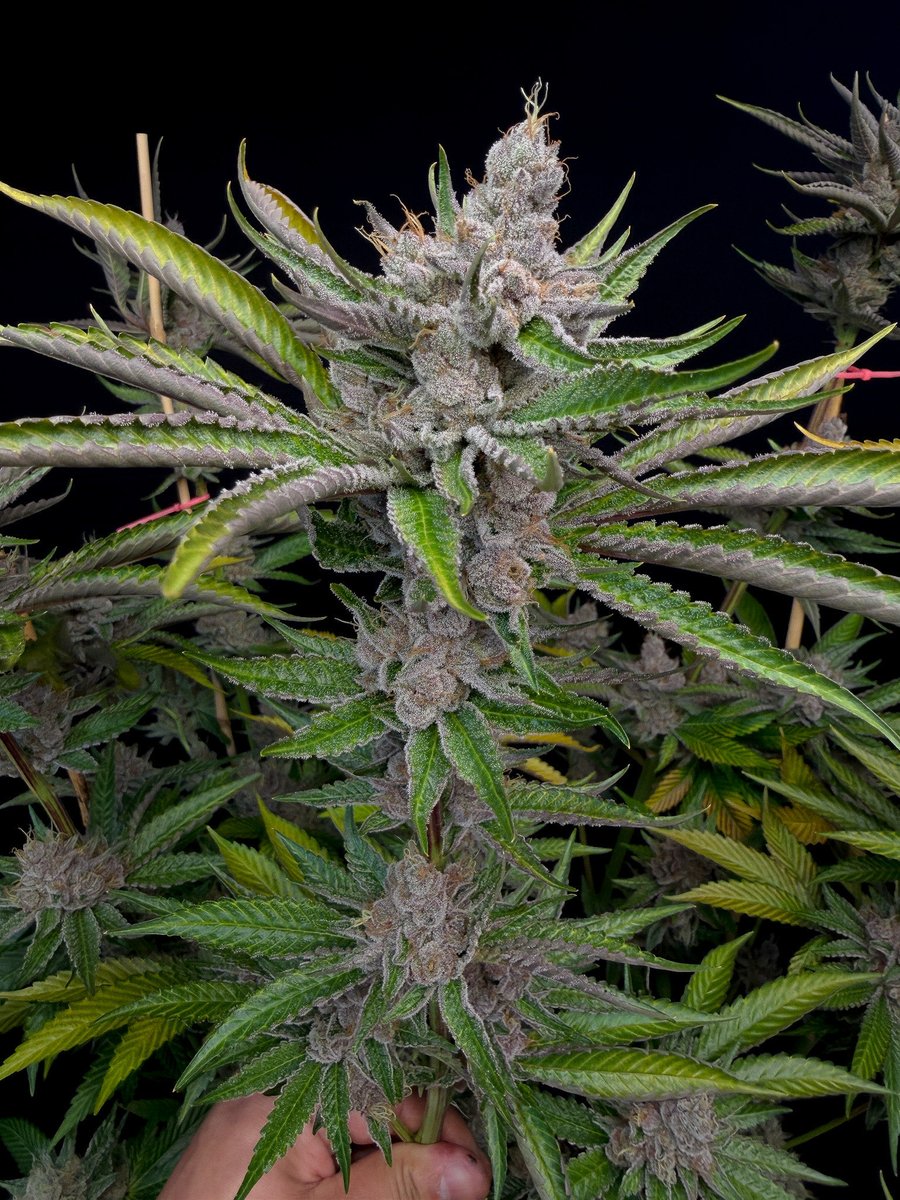 Solfire Gardens tweet media