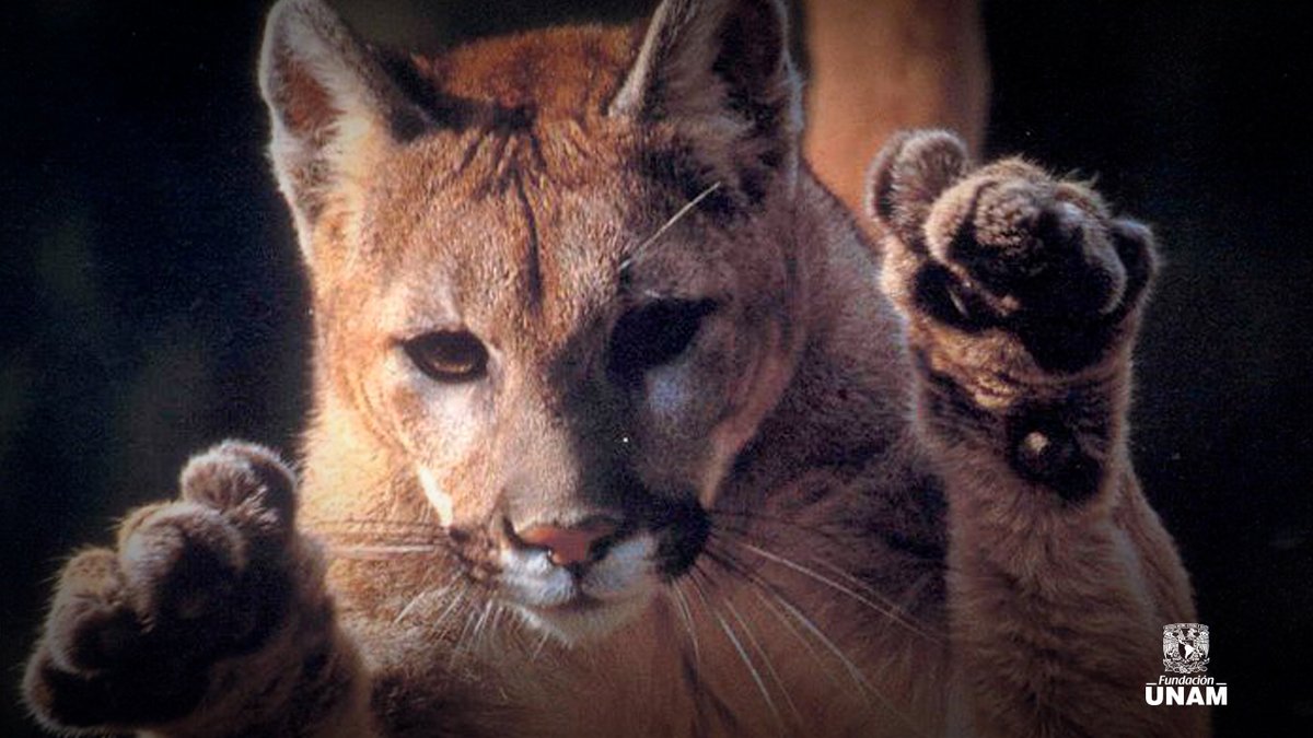 Fundacion_UNAM's tweet image. Que tengan un jueves muy productivo #Pumas. 🌤️🌄 ¡Bonito día! ✨