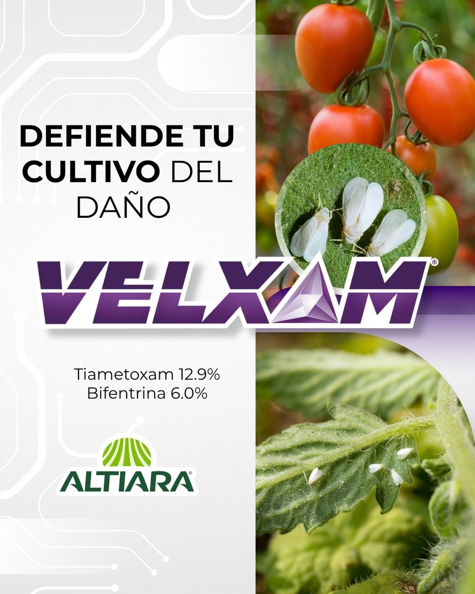 ALTIARA tweet media
