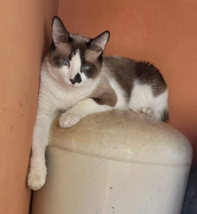 #ServicioSocial
SE BUSCA 🚨🚨

por favor si han visto este gato en marsella, San Juan opico o Quezaltepeque por favor avísenme al número 7868 1059 o 7046 5935, de verdad es muy importante para nosotras, responde al nombre de eros, si alguien lo tiene por favor devuelvanlo, no