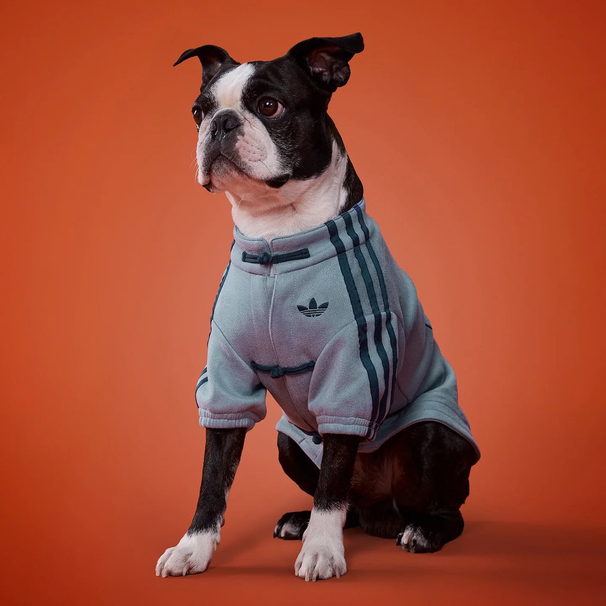 え！！チャイナ風Adidas、犬猫用もある？！買いたい！！！かわいい、、