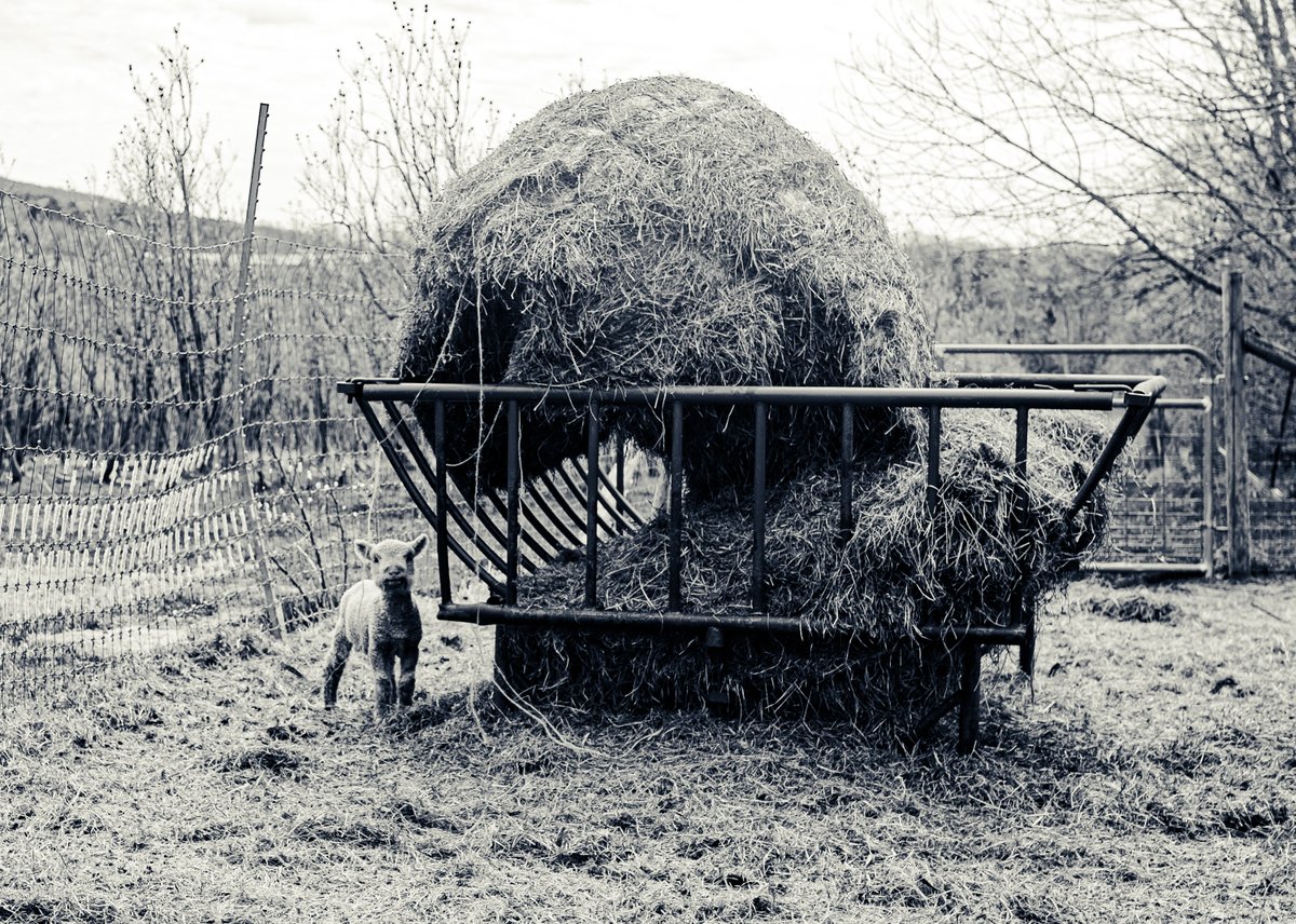 fotogosaurus's tweet image. appetite fotogosaurus.wpcomstaging.com/2026/04/30/app… #VT #Vermont #Lamb #Sheep #NewEngland #BabydollSheep #bale #RoundBale #BNW #BW #BlackAndWhite #BlackAndWhitePhoto #BlackAndWhitePhotography #moment #meal #onYourOwn #appetite #think #reflect #remember #farm #Rural #FarmLife #alone #defiant #love