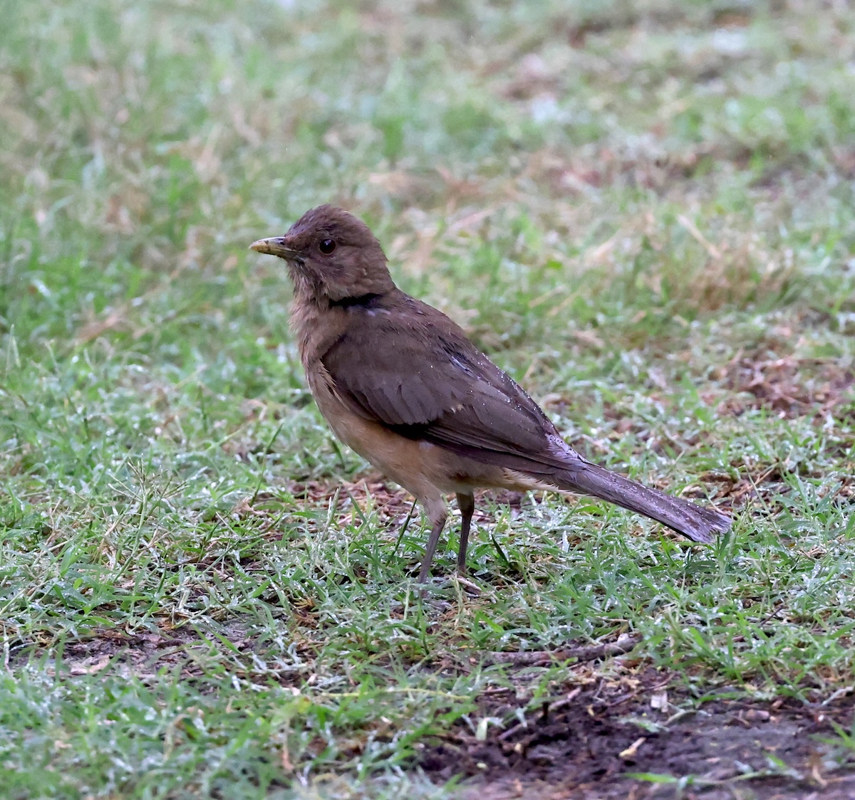 RubeSA47's tweet image. A few recent birds from the #CorpusChristiTX area. #Birding #Nature Brown Thrasher, Clay-colored Thrush, Black-and-White Warbler, Black-throated Green Warbler.