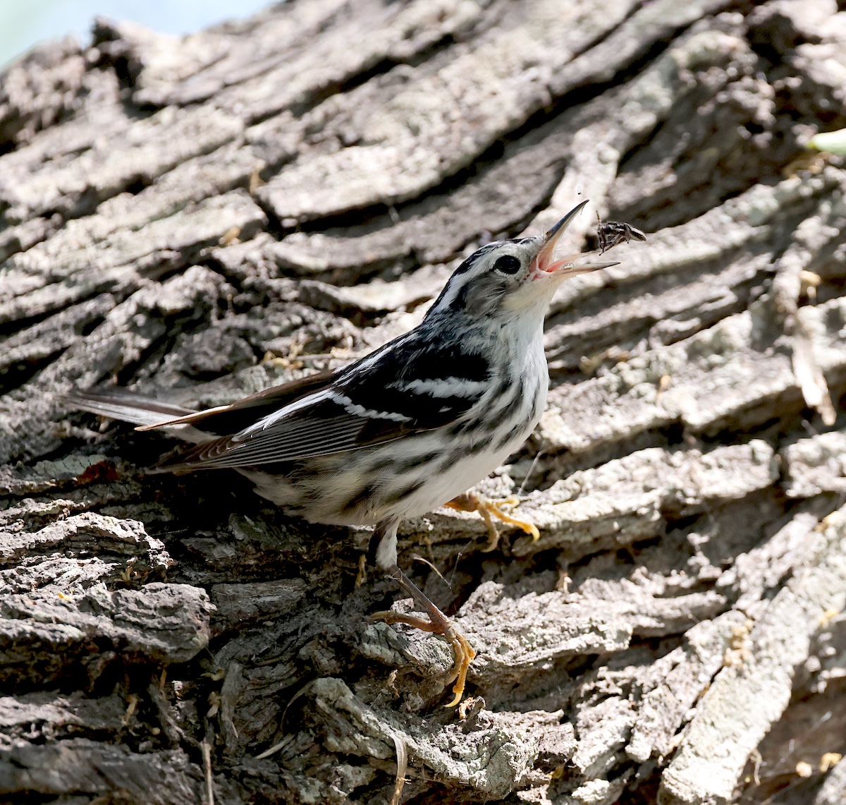 RubeSA47's tweet image. A few recent birds from the #CorpusChristiTX area. #Birding #Nature Brown Thrasher, Clay-colored Thrush, Black-and-White Warbler, Black-throated Green Warbler.